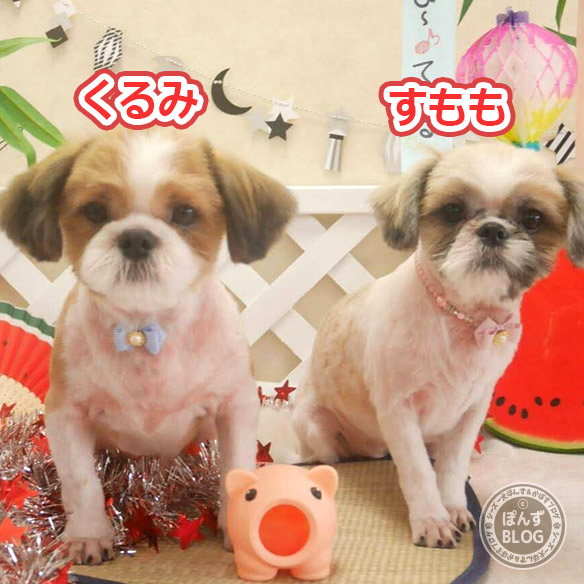 anzmagodayori201806_2