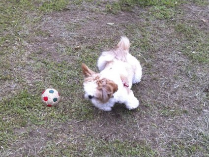 ボールで遊ぶシーズー犬、ぽんず