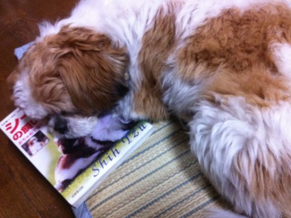 本を枕にして寝てるシーズー犬