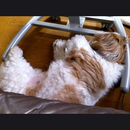 変な場所で寝ているシーズー犬、ぽんず