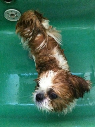風呂上りシーズー犬その１