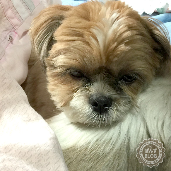 futondeoyakonakayosi