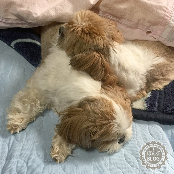 futondeoyakonakayosi5