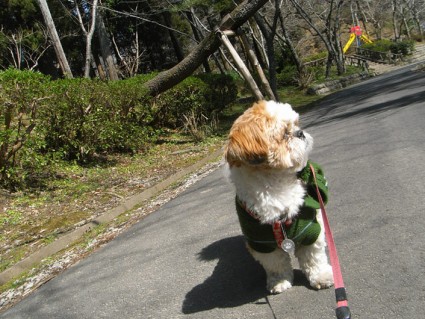 シーズー犬ぽんずと茂原公園で遊ぶ