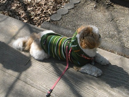シーズー犬ぽんずと茂原公園で遊ぶ
