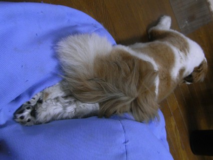 変な姿勢で寝ているシーズー犬のぽんず