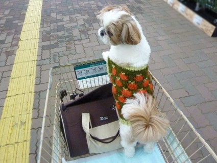 シーズー犬と買い物