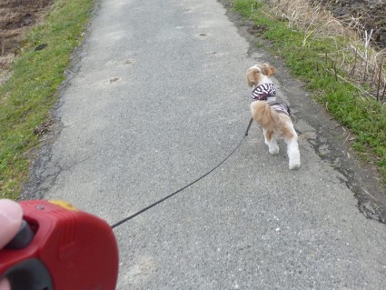 シーズー犬、散歩あるある