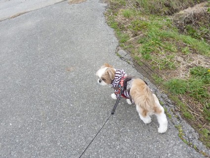 シーズー犬、散歩あるある