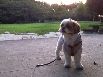 茂原公園に行った、シーズー犬ぽんず