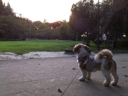茂原公園に行った、シーズー犬ぽんず