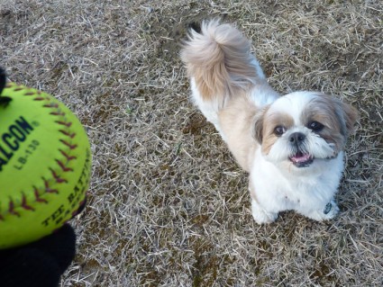 シーズー犬「ぽんず」と公園で遊ぶ