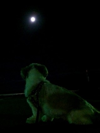 シーズー犬ぽんずと、満月を見る