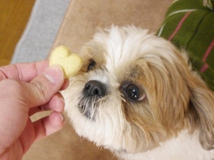 みどりむし使用！犬用サプリメントクッキー『バイオザイム』