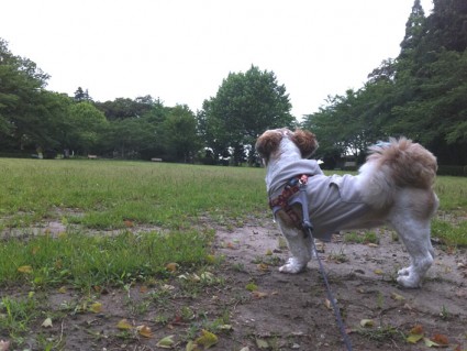 茂原公園でシーズー犬と遊ぶ
