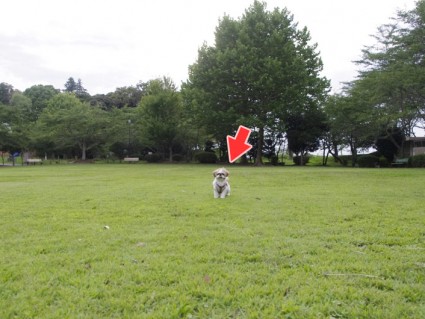 茂原公園でシーズー犬「ぽんず」と遊ぶ