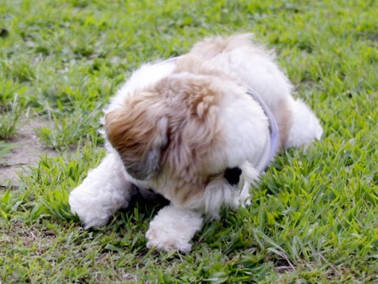 茂原公園でシーズー犬「ぽんず」と遊ぶ