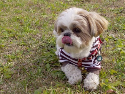 シーズー犬「ぽんず」と昭和の森で遊んだ時の写真