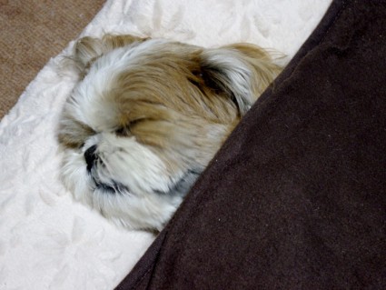 シーズー犬、寝顔