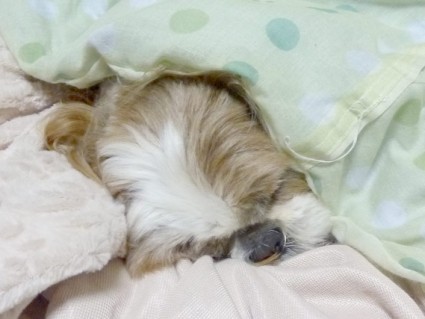 シーズー犬の寝顔