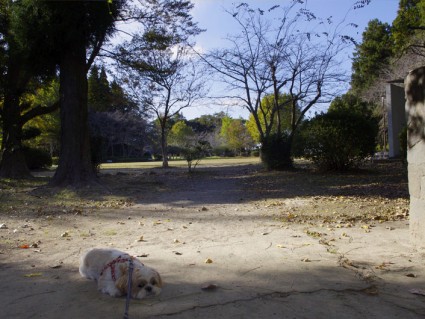 シーズー犬「ぽんず」と茂原公園へ