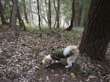 昭和の森の高台へ行く、シーズー犬ぽんず