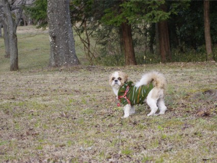 昭和の森の高台へ行く、シーズー犬ぽんず