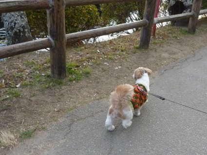 犬と茂原公園へ行く
