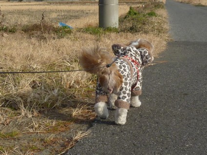 シーズー犬「ぽんず」、新コスチュームで散歩！