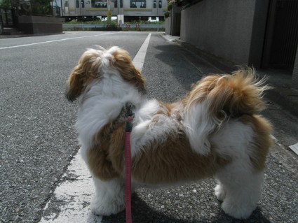 散歩するシーズー犬