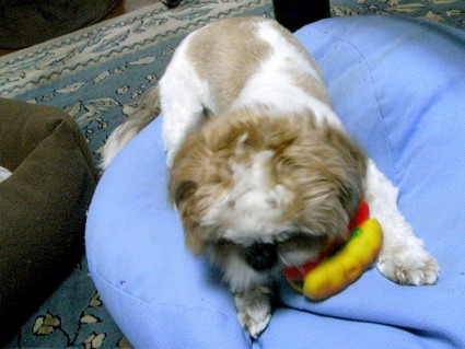 おもちゃで遊ぶシーズー犬の「ぽんず」