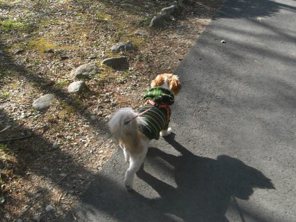 茂原公園で遊ぶシーズー犬「ぽんず」