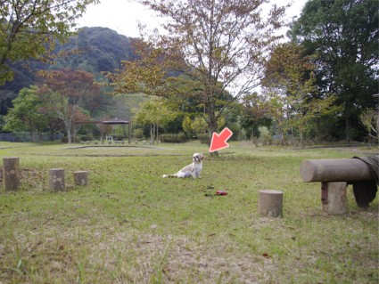 シーズー犬と公園で遊ぶ