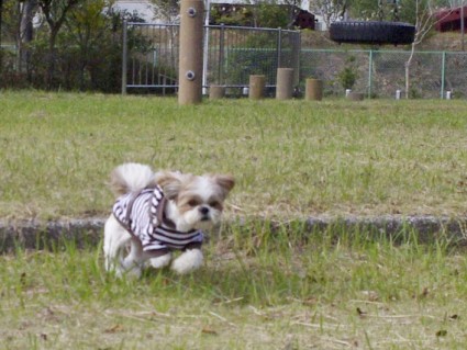 シーズー犬と公園で遊ぶ