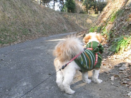 茂原公園で遊ぶシーズー犬「ぽんず」