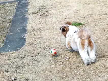 近所の公園でシーズー犬と遊ぶ