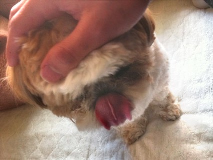 シーズー犬が舌を出しているところ