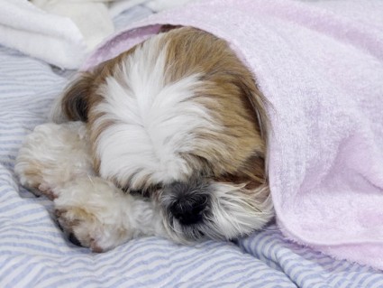 バスタオルにくるまって寝ているシーズー犬