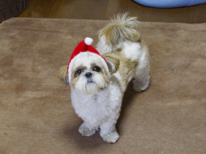 2011年クリスマス、シーズー犬サンタ「ぽんず」