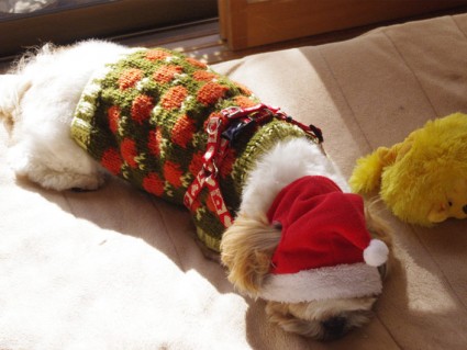 2011年クリスマス、シーズー犬サンタ「ぽんず」