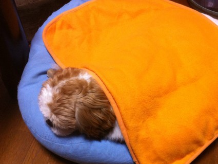 寝ているシーズー犬ぽんずに毛布をかけてやる