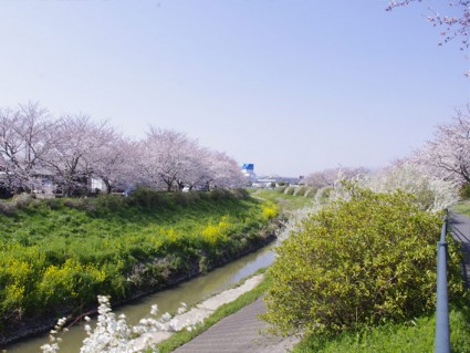茂原「天の川」の桜並木