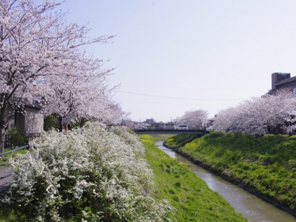 茂原「天の川」の桜並木