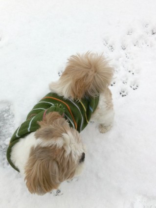 シーズー犬「ぽんず」の初雪