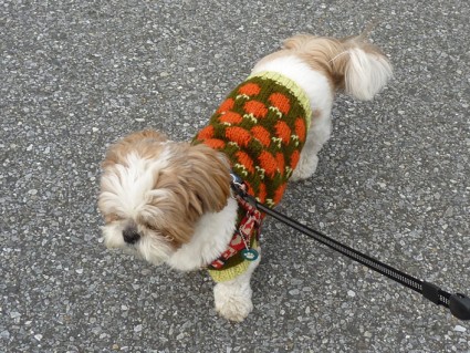 シーズー犬「ぽんず」セーターを着てお散歩