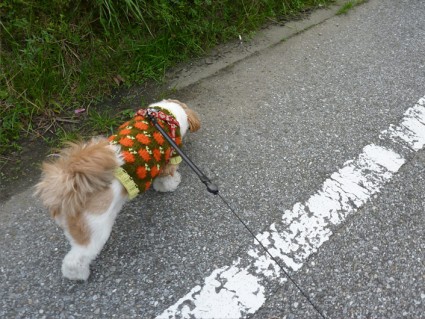 シーズー犬「ぽんず」セーターを着てお散歩