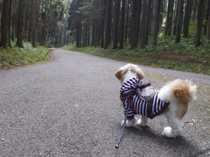 シーズー犬「ぽんず」と昭和の森へ。