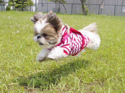 シーズーの飛行犬写真