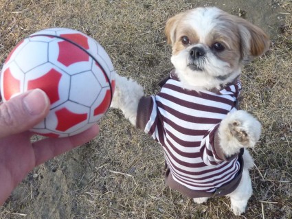 勝手に動くボールで遊ぶ、シーズー犬「ぽんず」