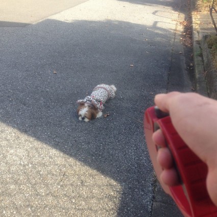 公園で散歩するシーズー犬